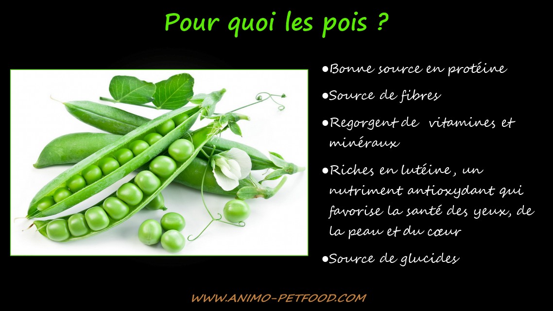 bienfaits-des-legumes-pour-le-chien-et-le-chat-petits-pois